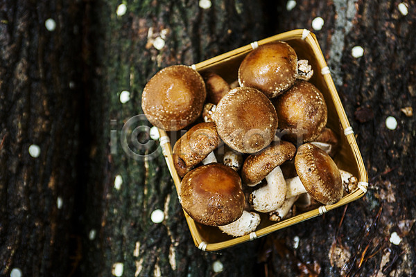 사람없음 JPG 포토 하이앵글 담기 버섯농장 소쿠리 야외 장흥 전라남도 주간 통나무 특산물 표고버섯