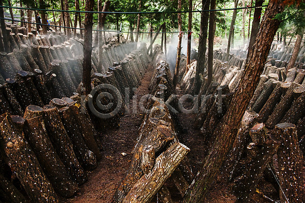 사람없음 JPG 포토 버섯농장 버섯재배 숲 야외 장흥 전라남도 주간 통나무 특산물 표고버섯