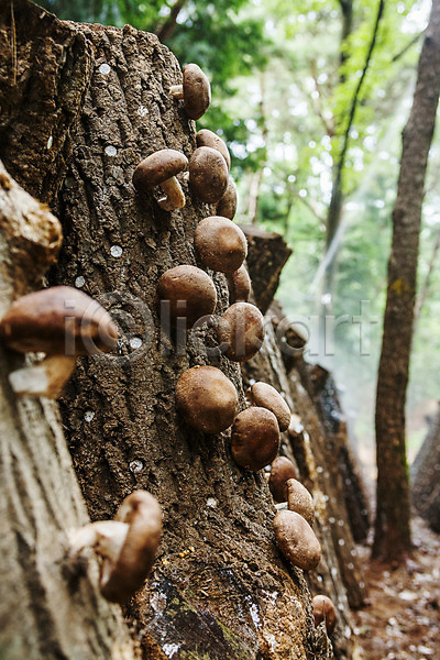 사람없음 JPG 포토 버섯농장 버섯재배 야외 장흥 전라남도 주간 통나무 특산물 표고버섯