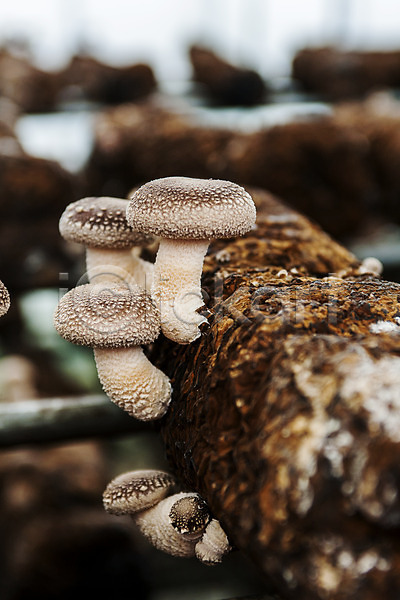 사람없음 JPG 아웃포커스 포토 버섯농장 버섯재배 실내 장흥 전라남도 통나무 특산물 표고버섯