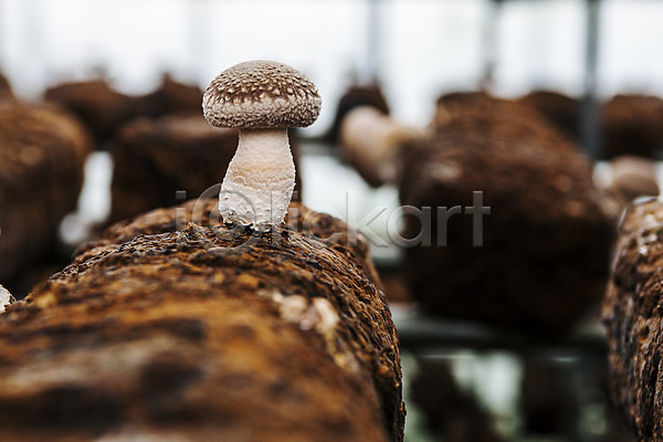 사람없음 JPG 소프트포커스 아웃포커스 포토 버섯농장 버섯재배 실내 장흥 전라남도 통나무 특산물 표고버섯