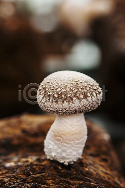 사람없음 JPG 아웃포커스 포토 버섯농장 버섯재배 실내 장흥 전라남도 특산물 표고버섯