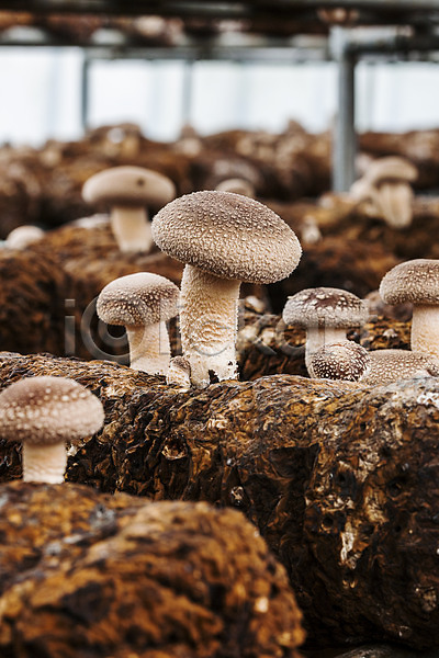 사람없음 JPG 아웃포커스 포토 버섯농장 버섯재배 실내 장흥 전라남도 통나무 특산물 표고버섯
