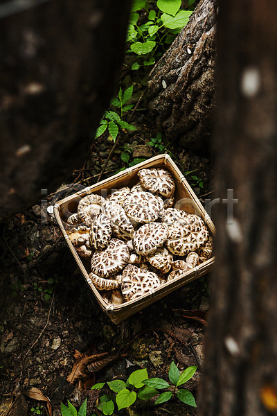 사람없음 JPG 소프트포커스 포토 담기 버섯농장 버섯재배 소쿠리 야외 장흥 전라남도 주간 특산물 표고버섯