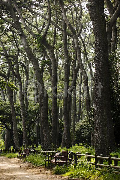 사람없음 JPG 포토 경상도 공원 나무울타리 벤치 산책로 소나무숲 숲길 야외 울산 주간 풍경(경치)