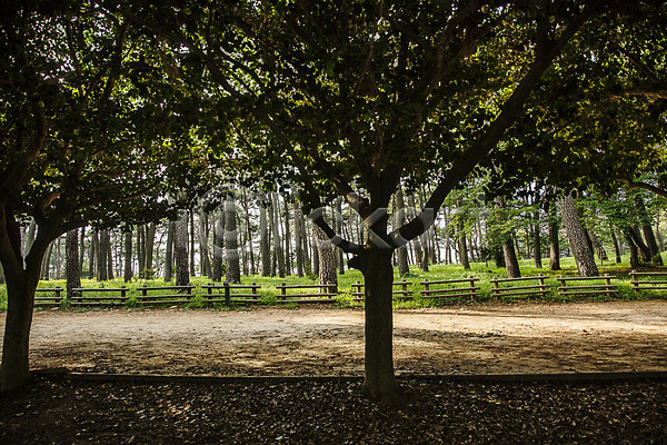 사람없음 JPG 포토 경상도 공원 나무울타리 소나무숲 숲길 야외 울산 주간 풍경(경치)