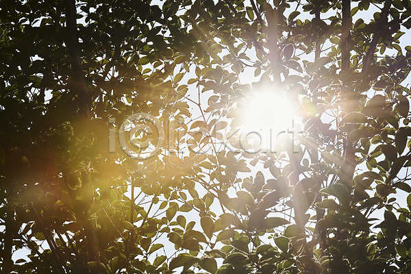 사람없음 JPG 로우앵글 포토 나뭇잎 날씨 더위 야외 여름(계절) 주간 태양 풍경(경치) 햇빛