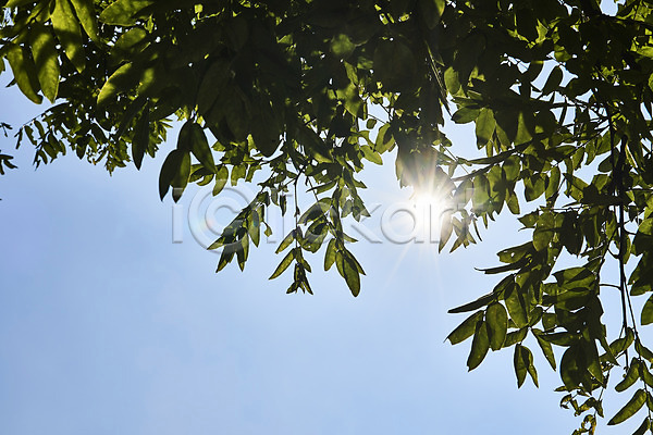 사람없음 JPG 로우앵글 포토 나뭇잎 날씨 더위 야외 여름(계절) 주간 태양 하늘 햇빛