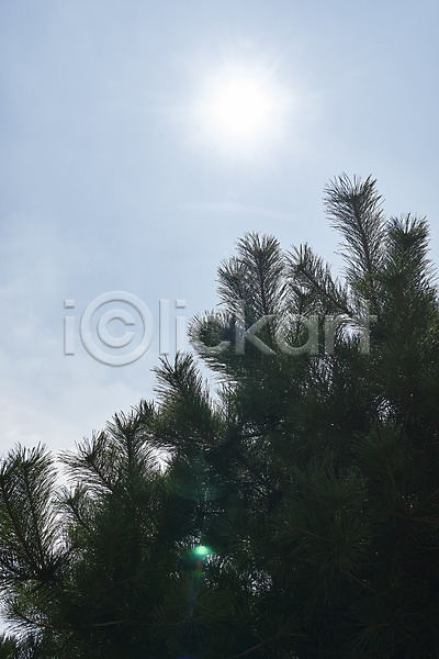 사람없음 JPG 로우앵글 포토 날씨 더위 솔잎 야외 여름(계절) 여의도 주간 태양 풍경(경치) 하늘 햇빛