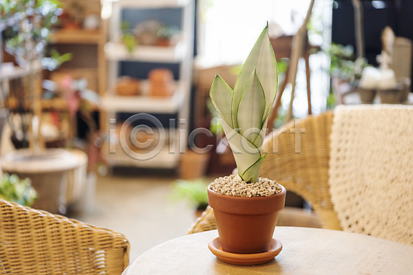 사람없음 JPG 아웃포커스 포토 반려식물 산세베리아 식물 실내 원예 의자 취미 탁자 화분