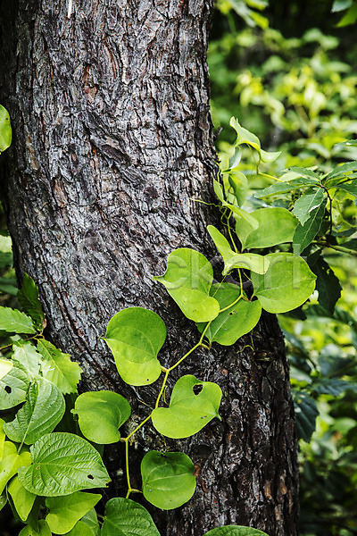 사람없음 JPG 아웃포커스 포토 경상북도 나무 망개잎 식재료 야외 의령 잎 주간