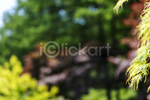 사람없음 JPG 아웃포커스 포토 가평 경기도 백그라운드 야외 잎 자연 주간 풍경(경치)