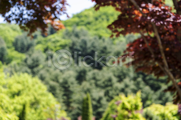 사람없음 JPG 아웃포커스 포토 가평 경기도 단풍나무 백그라운드 야외 자연 주간 풍경(경치)