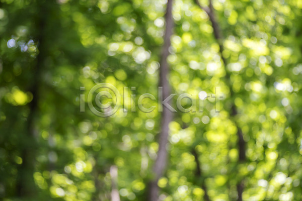 사람없음 JPG 아웃포커스 포토 가평 경기도 나무 백그라운드 야외 자연 주간 풍경(경치)