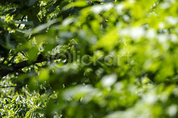 사람없음 JPG 아웃포커스 포토 가평 경기도 나뭇잎 백그라운드 야외 자연 주간 풍경(경치)