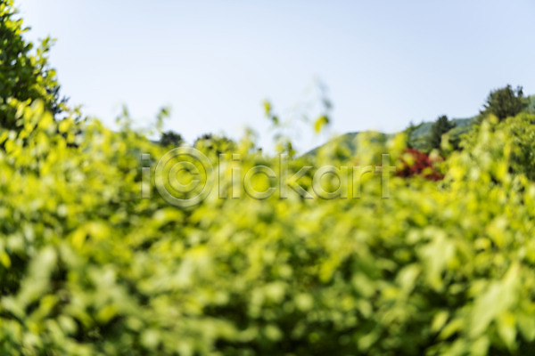 사람없음 JPG 아웃포커스 포토 가평 경기도 백그라운드 야외 잎 자연 주간 풍경(경치) 하늘