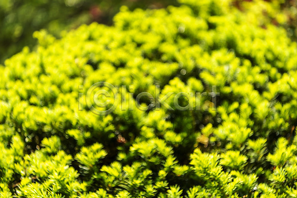 사람없음 JPG 아웃포커스 포토 가평 경기도 백그라운드 야외 잎 자연 주간 풍경(경치)