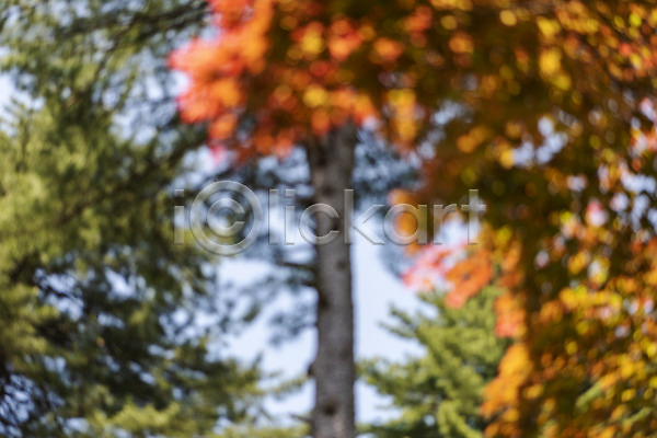 사람없음 JPG 아웃포커스 포토 가평 경기도 나무 단풍 백그라운드 야외 자연 주간 풍경(경치)