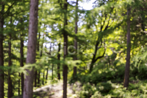 사람없음 JPG 아웃포커스 포토 가평 경기도 나무 백그라운드 숲 야외 자연 주간 풍경(경치)