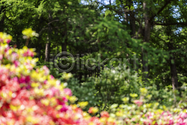 사람없음 JPG 아웃포커스 포토 가평 경기도 나무 나뭇잎 백그라운드 야외 자연 주간 풍경(경치)