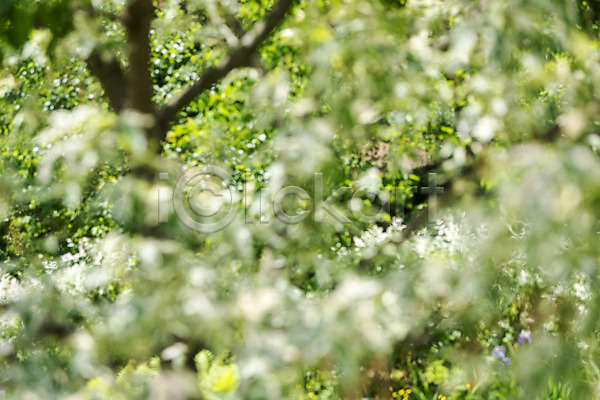 사람없음 JPG 소프트포커스 포토 가평 경기도 나뭇잎 백그라운드 야외 자연 주간 풍경(경치)