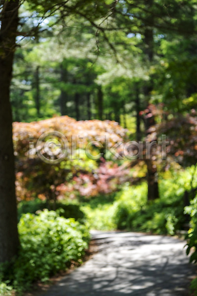 사람없음 JPG 아웃포커스 포토 가평 경기도 나무 백그라운드 산책로 야외 자연 주간 풍경(경치)