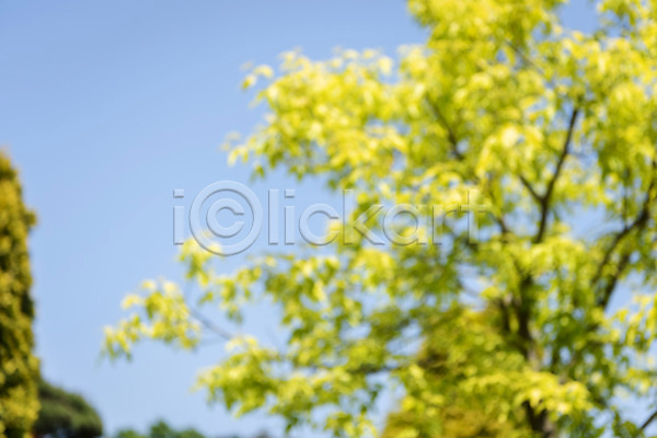 사람없음 JPG 아웃포커스 포토 가평 경기도 나무 나뭇잎 백그라운드 야외 자연 주간 풍경(경치) 하늘