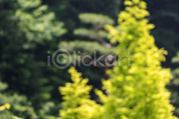 사람없음 JPG 아웃포커스 포토 가평 경기도 나무 나뭇잎 백그라운드 야외 자연 주간 풍경(경치)