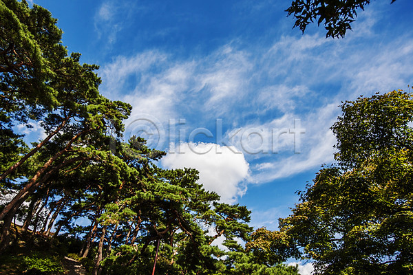 사람없음 JPG 포토 광주 구름(자연) 소나무 소나무숲 야외 주간 포충사 풍경(경치) 하늘