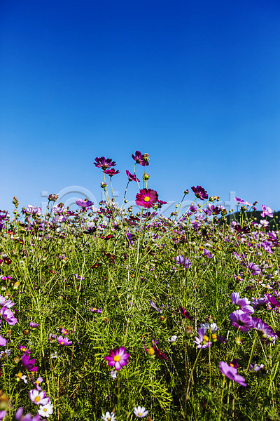 사람없음 JPG 포토 가을(계절) 광주 꽃밭 야외 주간 코스모스(꽃) 포충사 풍경(경치) 하늘