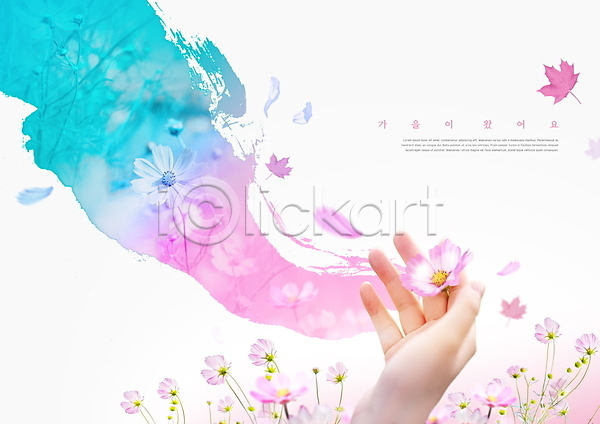 사람없음 신체부위 PSD 편집이미지 가을여행 단풍 들기 분홍색 손 코스모스(꽃)