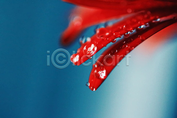 사람없음 JPG 근접촬영 포토 해외이미지 꽃 꽃잎 데이지 물방울 이슬 파란배경