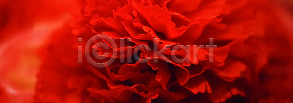 사람없음 JPG 근접촬영 포토 해외이미지 꽃 꽃잎 카네이션
