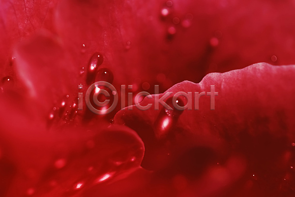 사람없음 JPG 근접촬영 포토 해외이미지 꽃 꽃잎 물방울 이슬 장미
