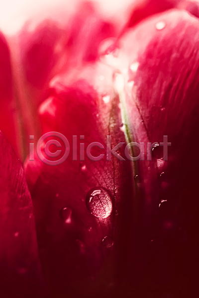 사람없음 JPG 근접촬영 포토 해외이미지 꽃 꽃잎 물방울 이슬 튤립