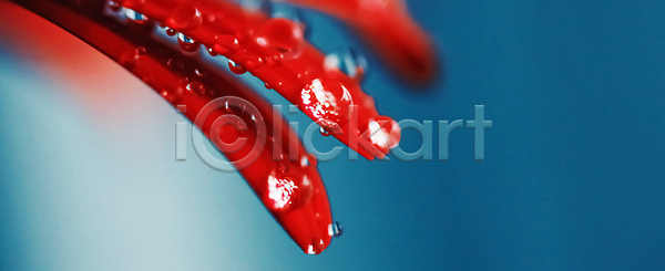 사람없음 JPG 근접촬영 포토 해외이미지 꽃 꽃잎 데이지 물방울 이슬 파란배경