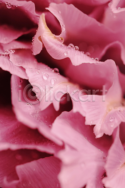 사람없음 JPG 근접촬영 포토 해외이미지 꽃 꽃잎 물방울 위치 이슬 플랫