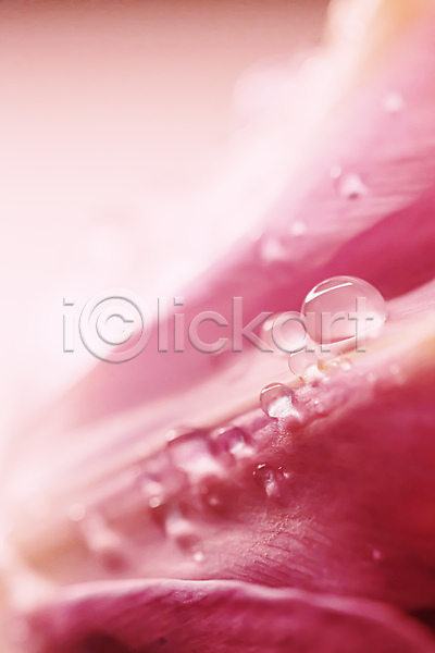 사람없음 JPG 근접촬영 포토 해외이미지 꽃 꽃잎 물방울 이슬