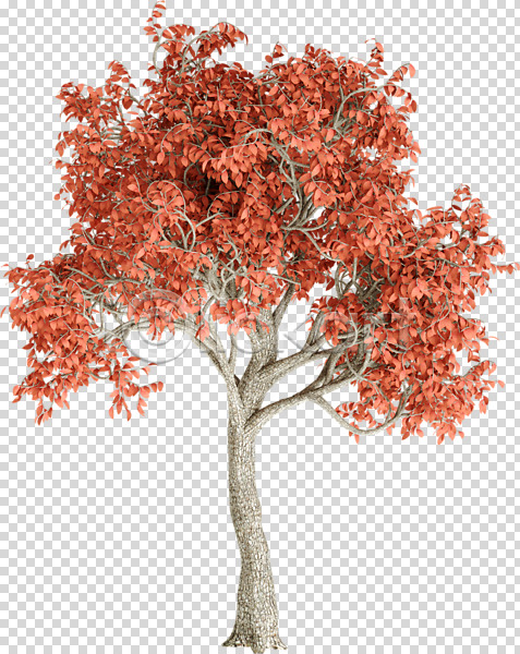 사람없음 3D PNG 디지털합성 편집이미지 3D소스 가을(계절) 누끼 단풍 단풍나무 편집 편집소스