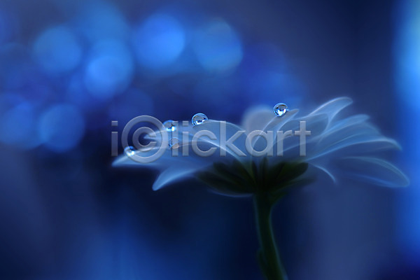 사람없음 JPG 근접촬영 포토 해외이미지 꽃 꽃잎 물방울 블러 이슬