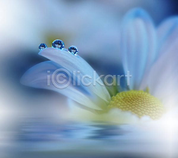 사람없음 JPG 근접촬영 포토 해외이미지 꽃 꽃잎 물방울 블러 이슬 잎