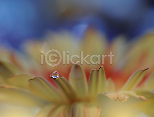 사람없음 JPG 근접촬영 포토 해외이미지 꽃 꽃잎 물방울 블러 이슬