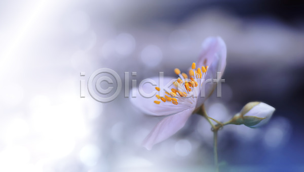 사람없음 JPG 아웃포커스 포토 해외이미지 봄꽃 블러 야외 주간 파스텔톤