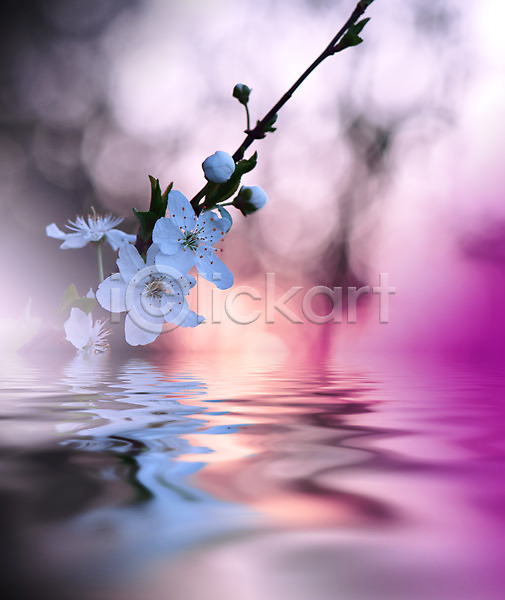 사람없음 JPG 포토 해외이미지 반사 벚꽃 블러 야외 연못 주간 파스텔톤