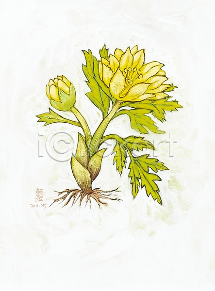 사람없음 JPG 일러스트 그림 꽃 꽃봉오리 노란색 두송이 미술 백그라운드 뿌리 수채화(물감) 시화 식물 잎 자연 컬러 화초