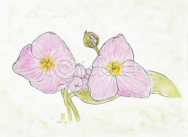 사람없음 JPG 일러스트 그림 꽃 꽃봉오리 미술 백그라운드 분홍색 수채화(물감) 시화 식물 여러송이 잎 자연 컬러 화초