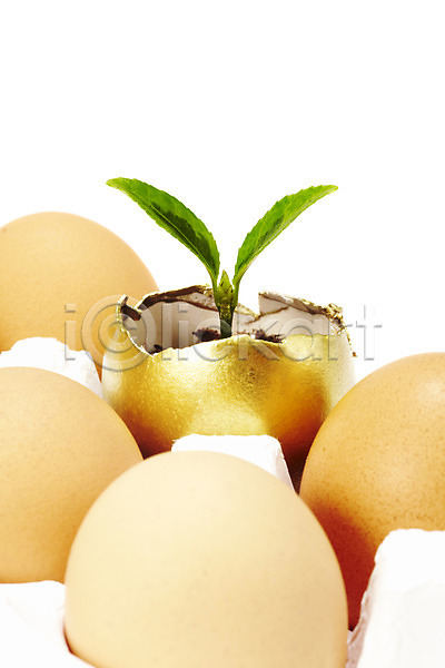 사람없음 JPG 포토 계란 계란판 계절 누끼 봄 사계절 새싹 스튜디오촬영 식물 실내 알 잎 자연 황금알