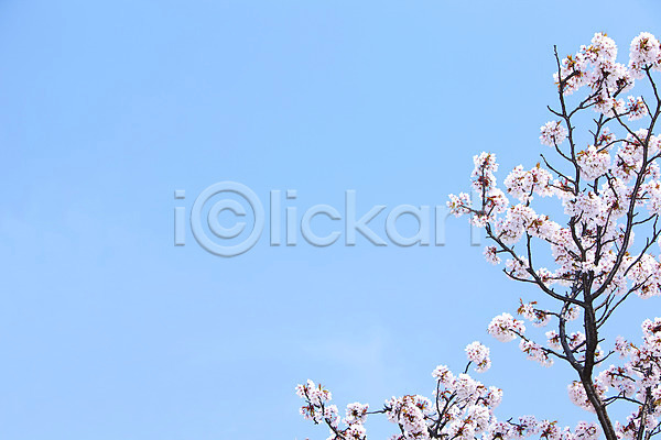 사람없음 JPG 포토 개화 계절 꽃 꽃나무 나무 나뭇가지 맑음 백그라운드 벚꽃 벚나무 봄 봄꽃 봄풍경 식물 안양천 야외 여러송이 자연 주간 풍경(경치) 하늘