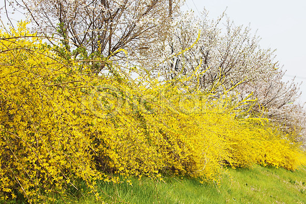 사람없음 JPG 포토 개나리 계절 꽃 꽃나무 나무 노란색 벚꽃 봄 봄꽃 봄풍경 식물 안양천 야외 자연 주간 컬러 풍경(경치)