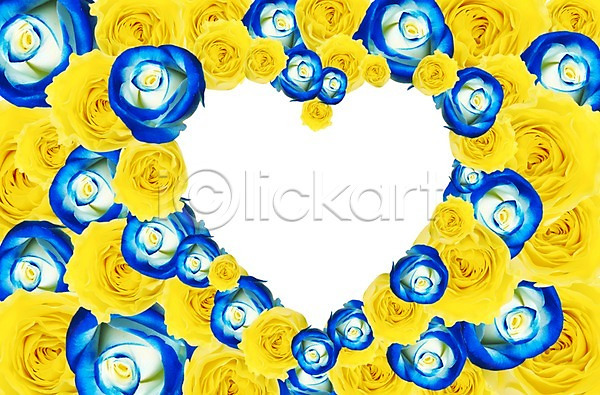 사랑 사람없음 PSD 편집이미지 꽃 꽃백그라운드 노란색 백그라운드 식물 액자 잎 장미 틀 파란색 프레임 하트